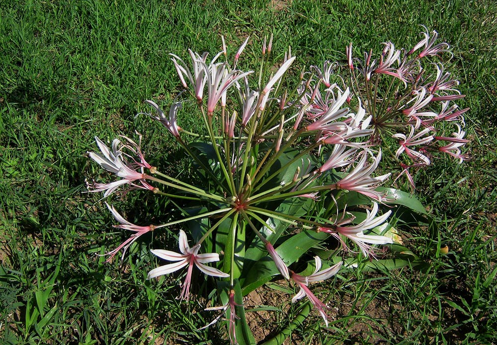 Nerine laticoma