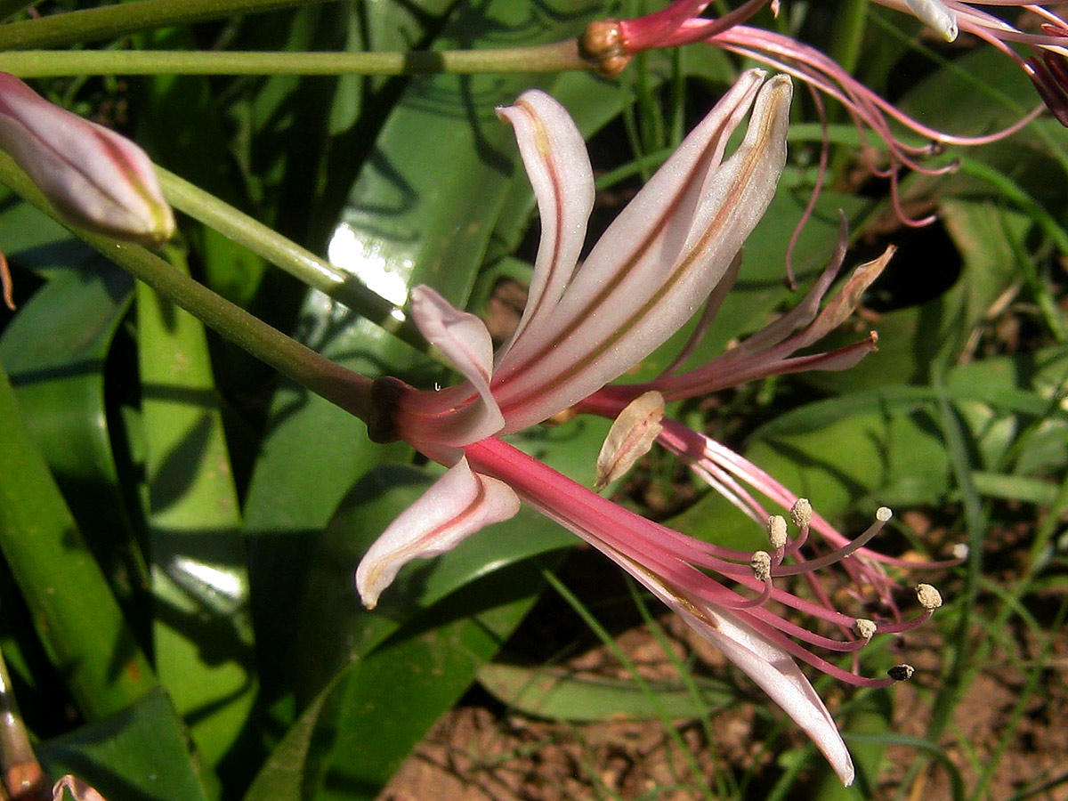 Nerine laticoma