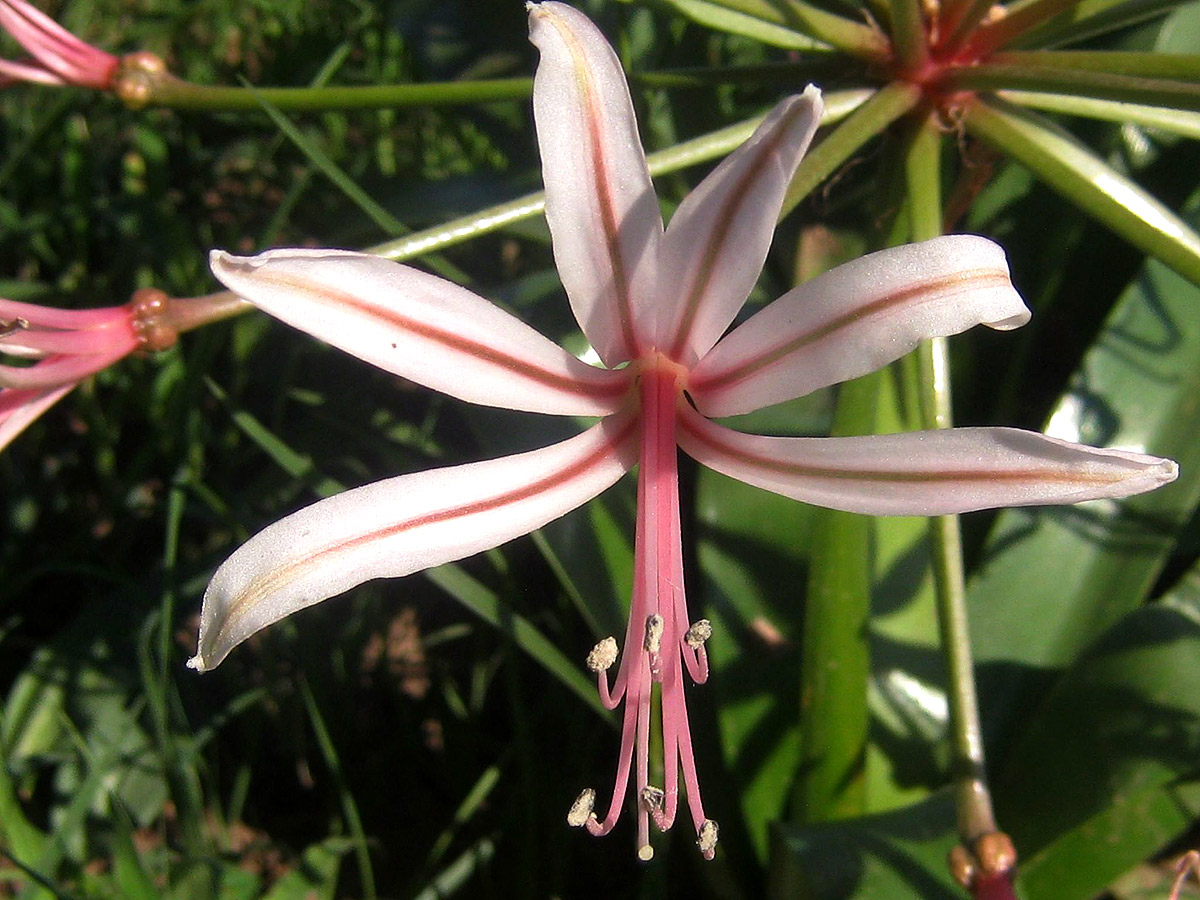Nerine laticoma