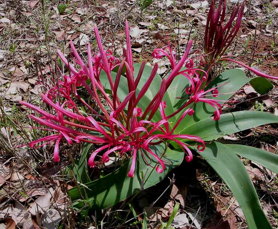 Ammocharis tinneana Ammocharis tinneana