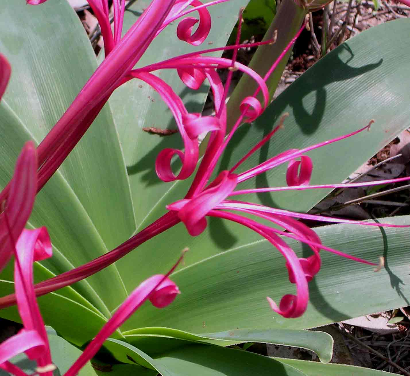 Ammocharis tinneana Ammocharis tinneana