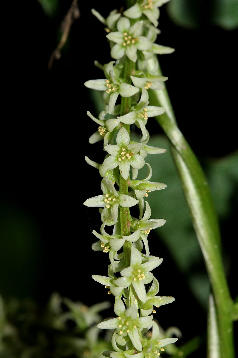 Dioscorea asteriscus