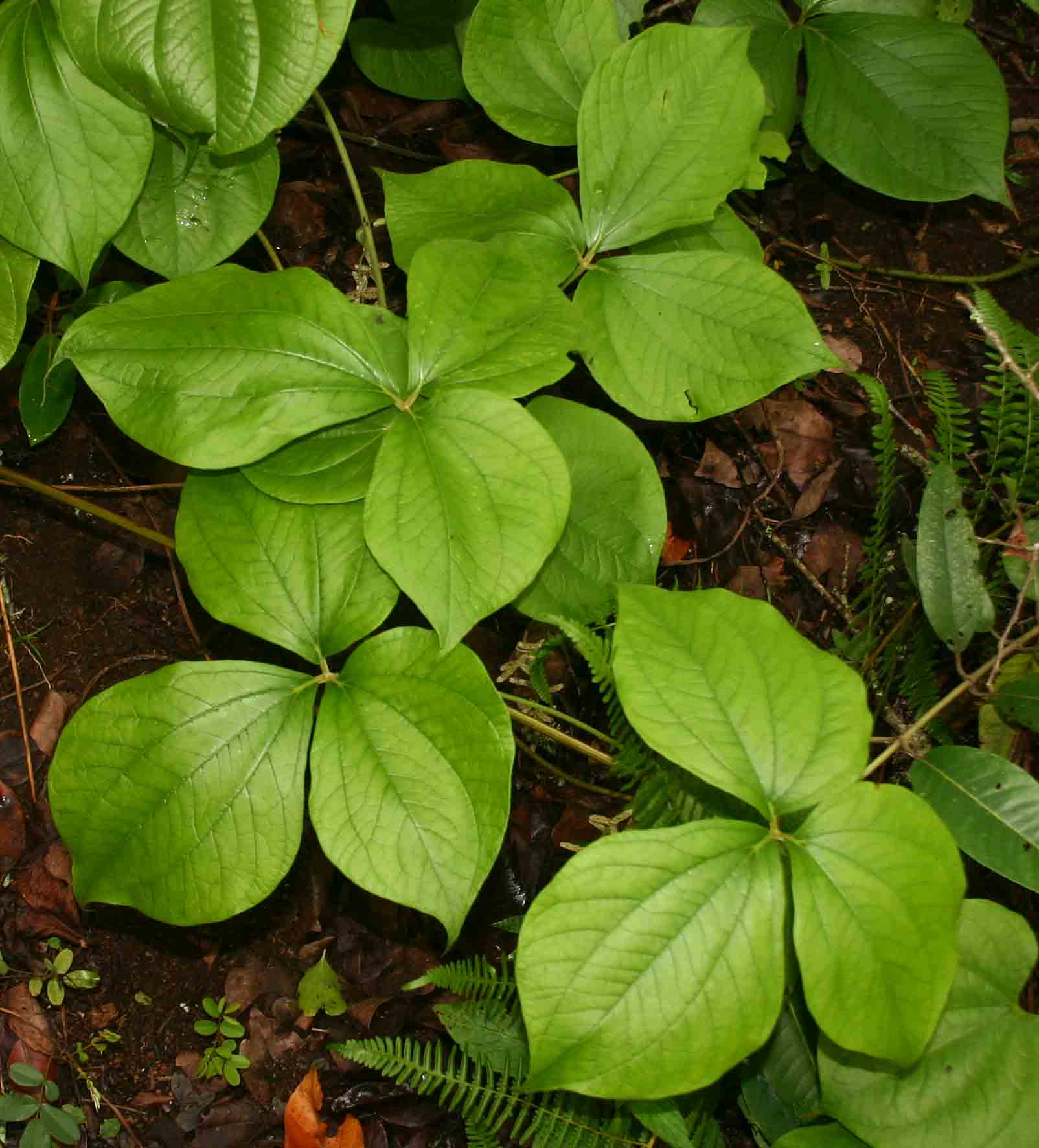 Dioscorea dumetorum Dioscorea dumetorum