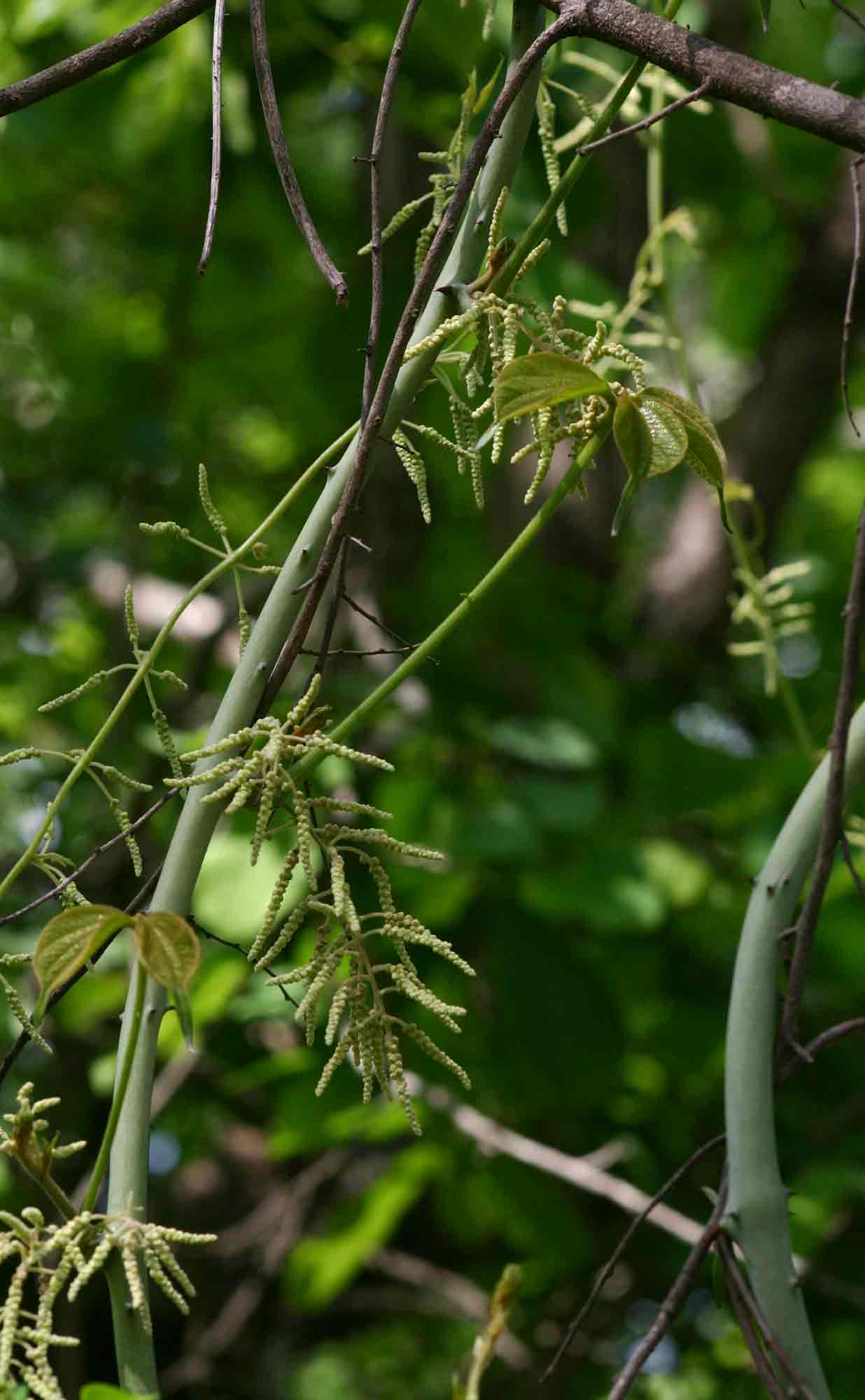 Dioscorea dumetorum Dioscorea dumetorum
