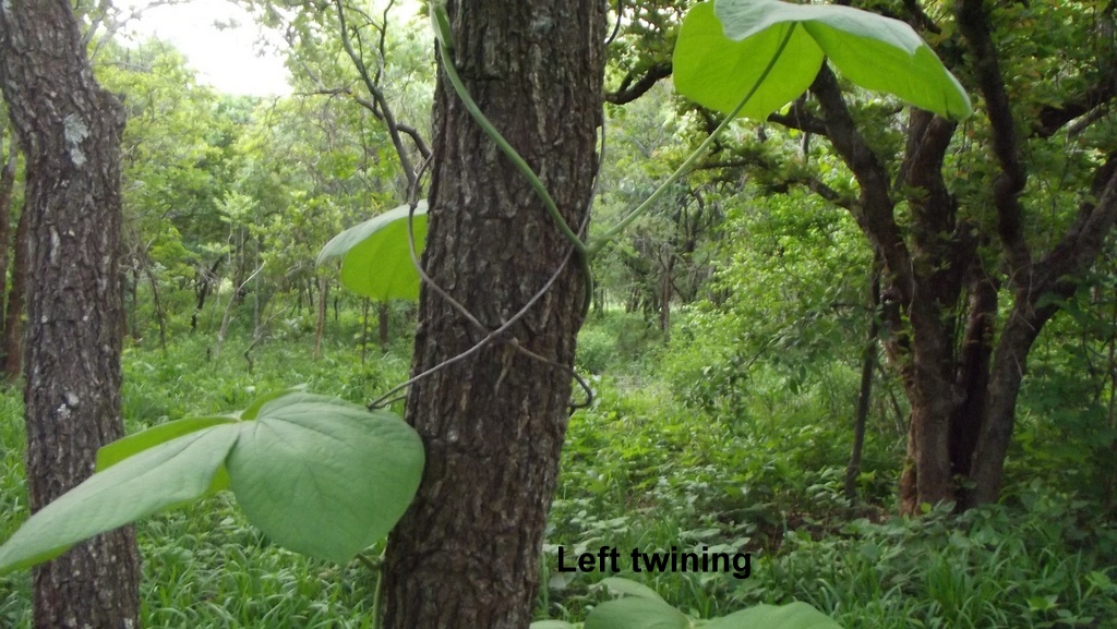 Dioscorea dumetorum Dioscorea dumetorum