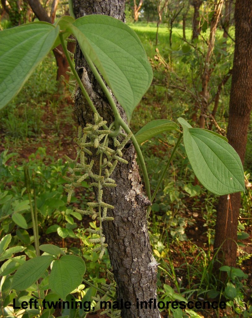Dioscorea dumetorum Dioscorea dumetorum