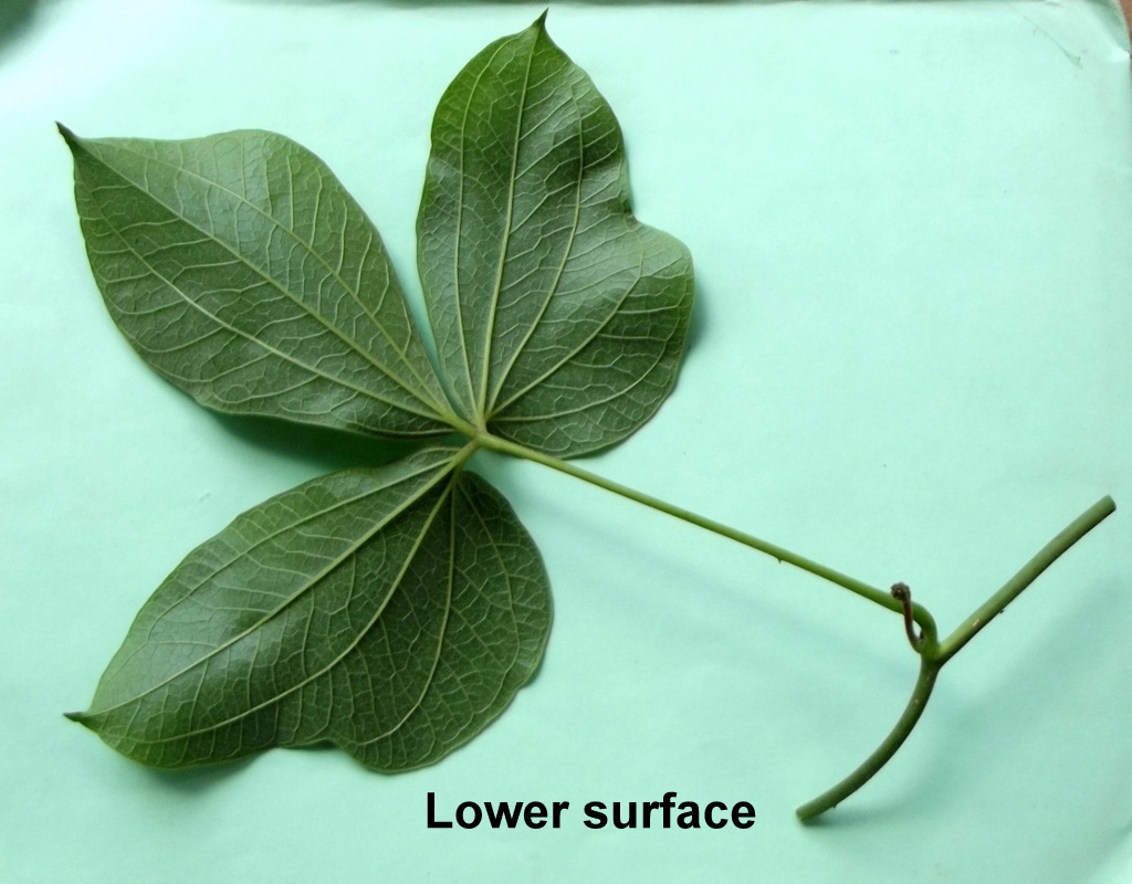 Dioscorea dumetorum Dioscorea dumetorum