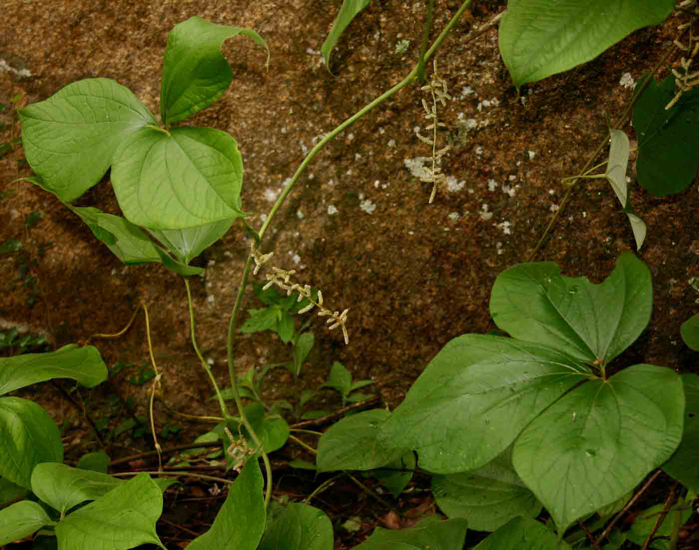 Dioscorea dumetorum Dioscorea dumetorum