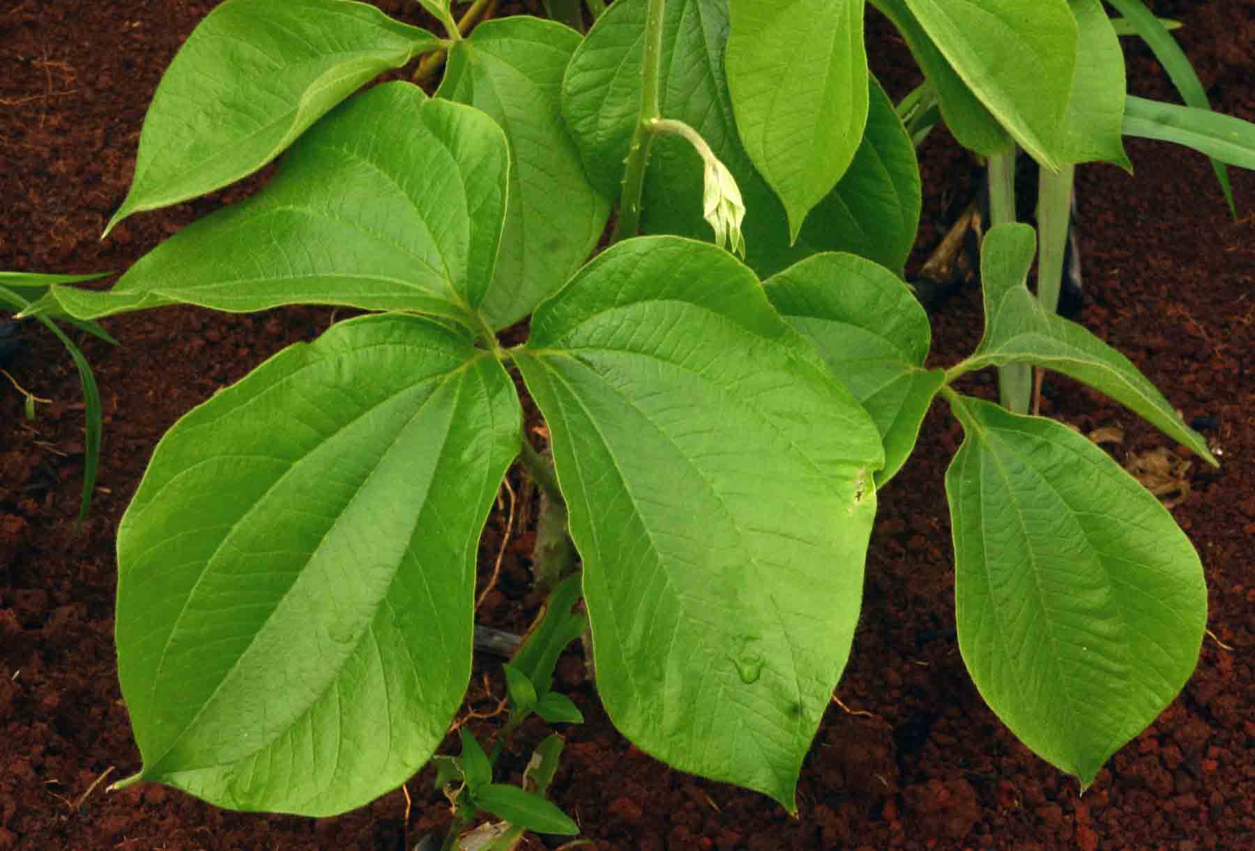 Dioscorea dumetorum Dioscorea dumetorum