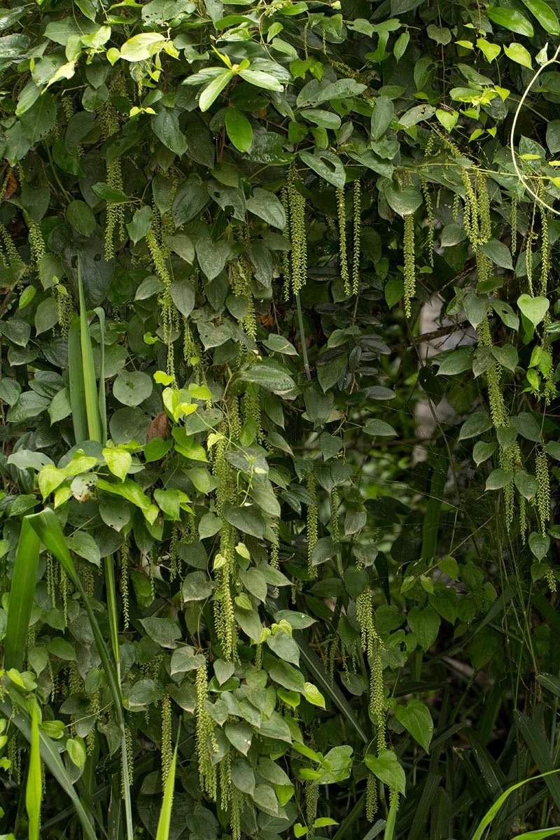 Dioscorea hirtiflora subsp. pedicellata