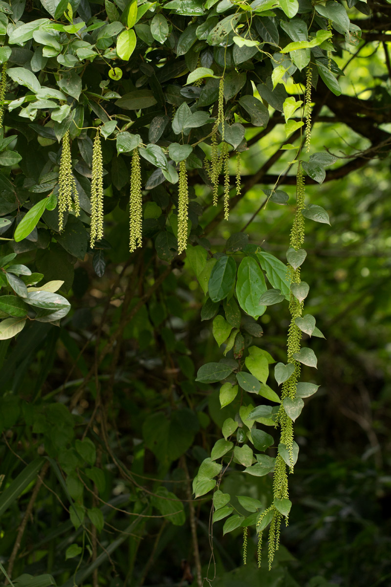 Dioscorea hirtiflora subsp. pedicellata