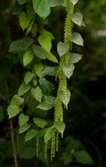 Dioscorea hirtiflora subsp. pedicellata
