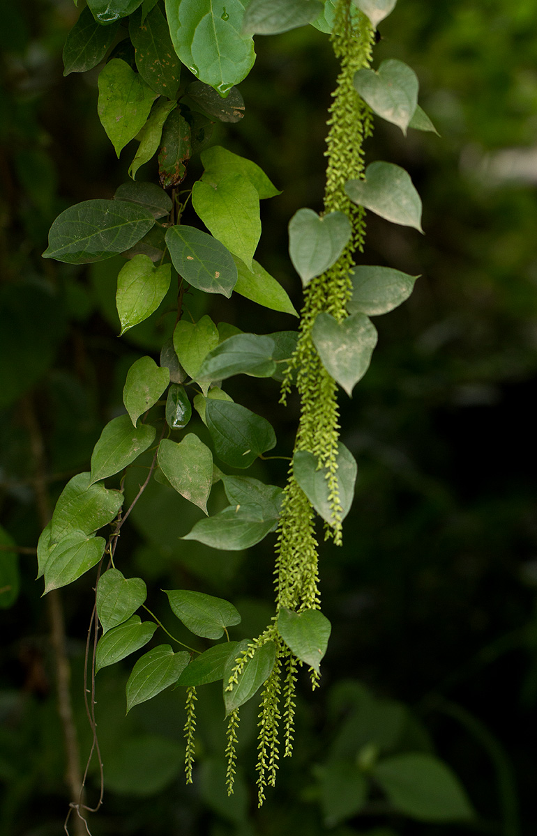 Dioscorea hirtiflora subsp. pedicellata