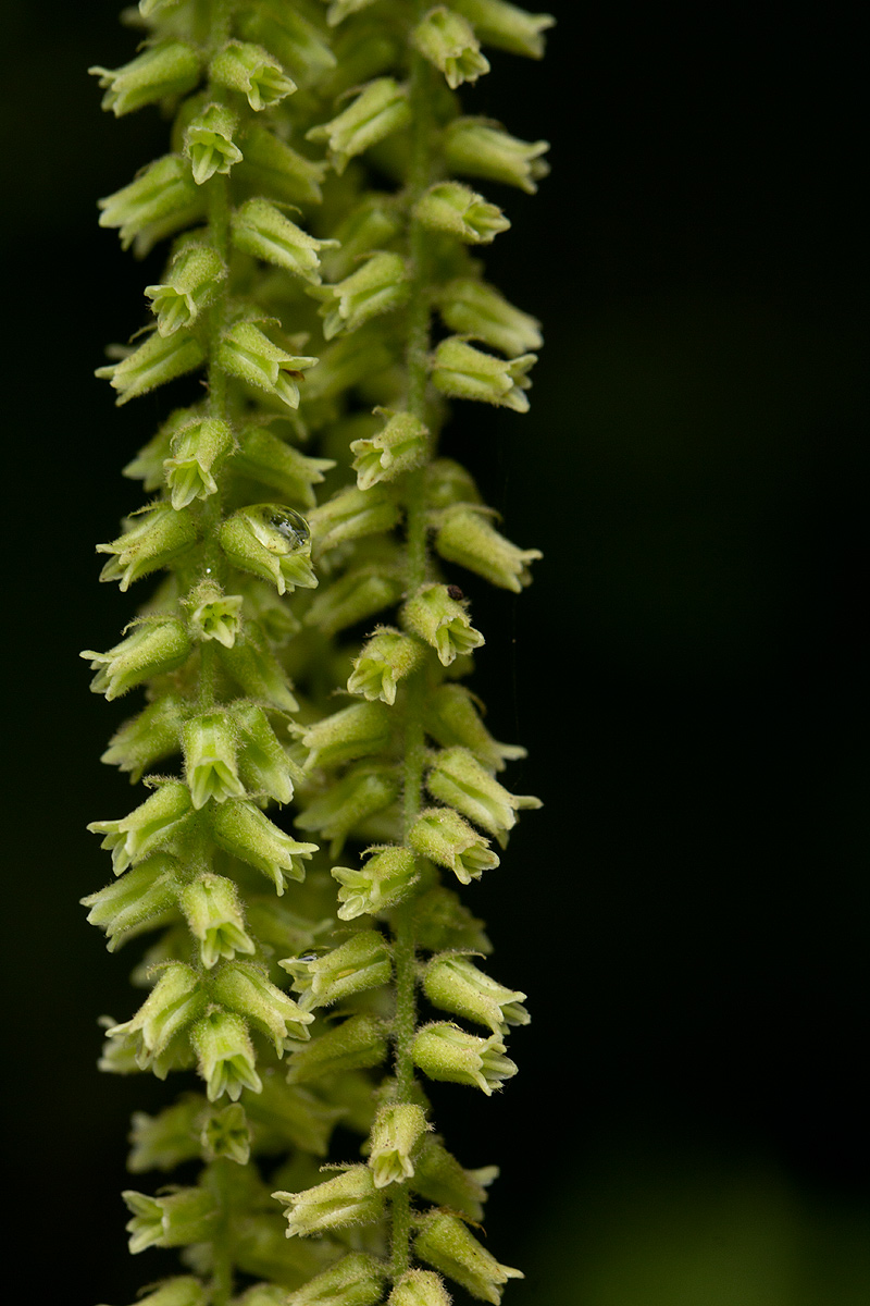 Dioscorea hirtiflora subsp. pedicellata