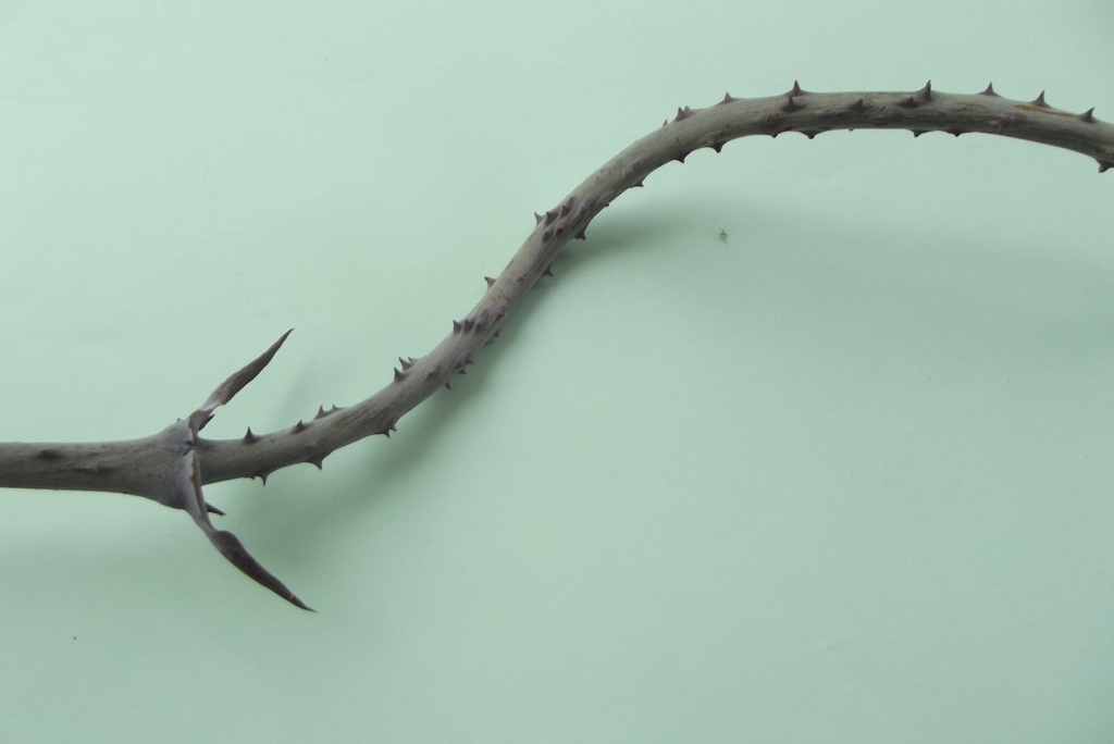 Dioscorea praehensilis Dioscorea praehensilis