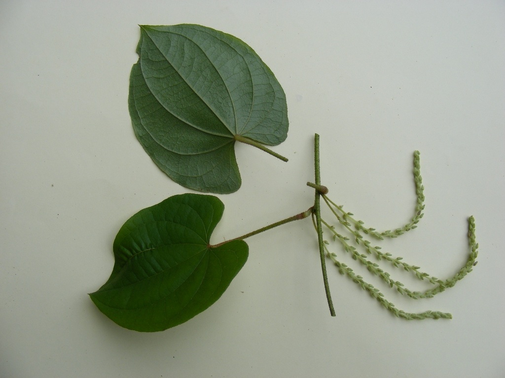 Dioscorea praehensilis Dioscorea praehensilis