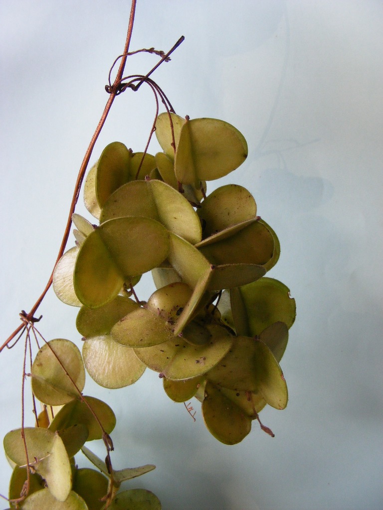Dioscorea praehensilis Dioscorea praehensilis