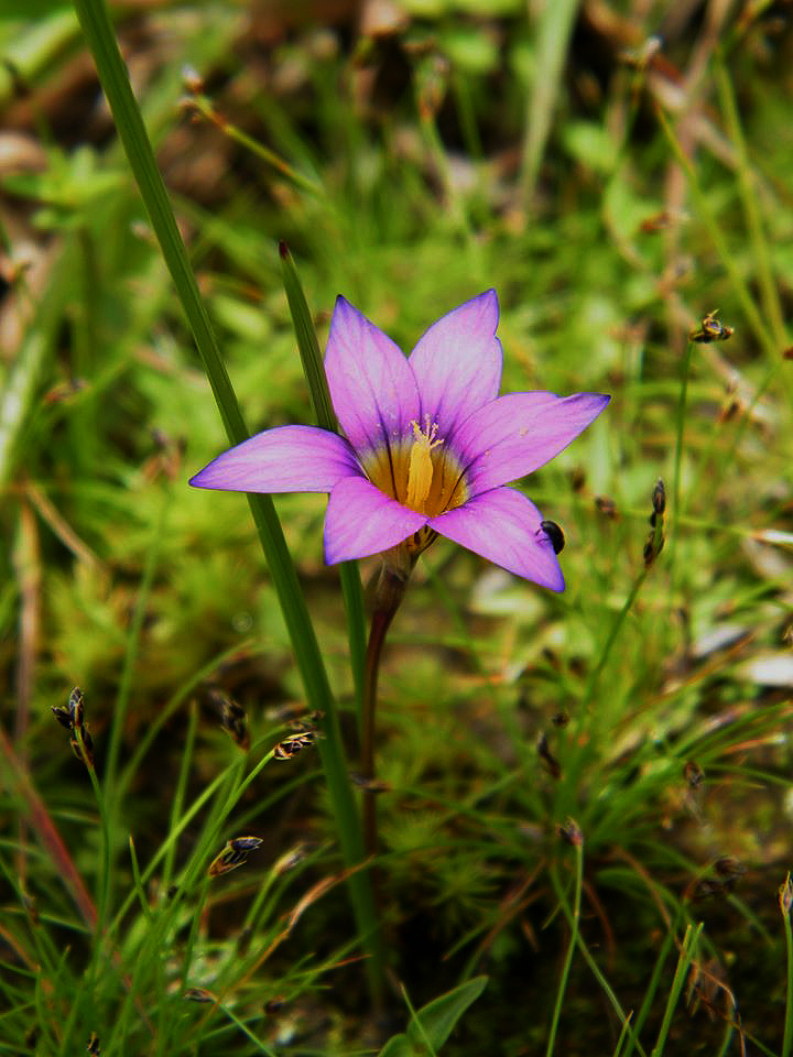 Romulea camerooniana Romulea camerooniana