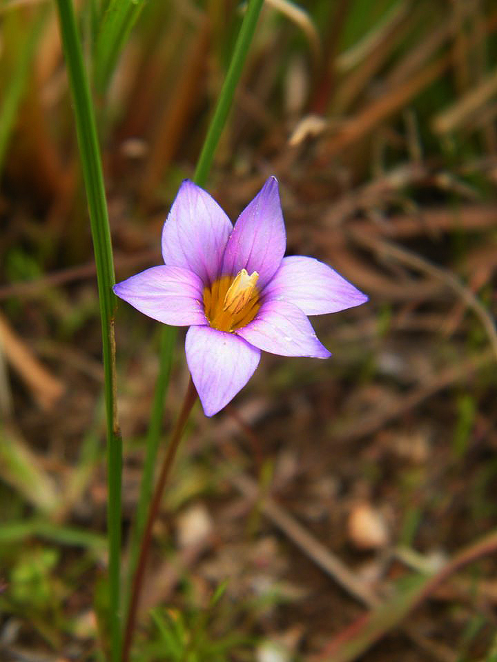 Romulea camerooniana Romulea camerooniana