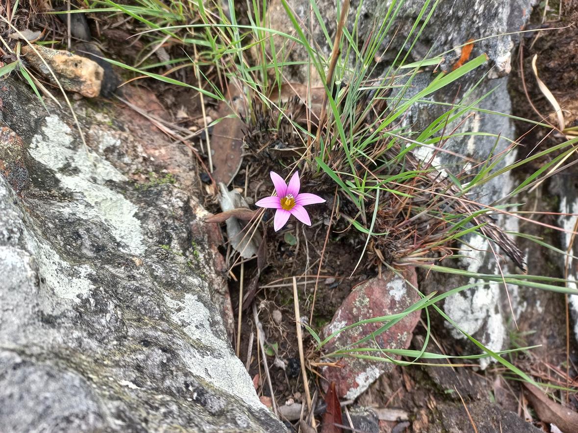 Romulea camerooniana Romulea camerooniana