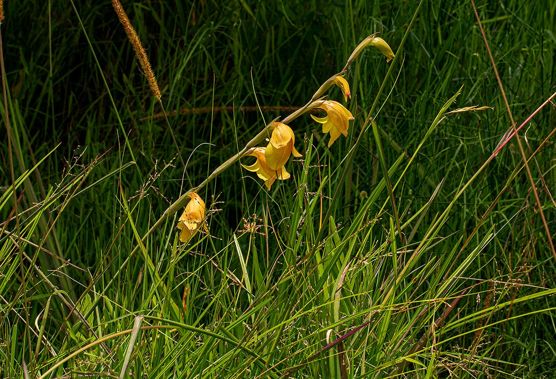 Gladiolus dalenii subsp. dalenii Gladiolus dalenii subsp. dalenii