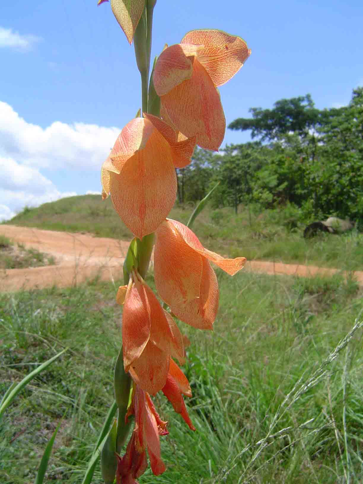 Gladiolus dalenii subsp. dalenii