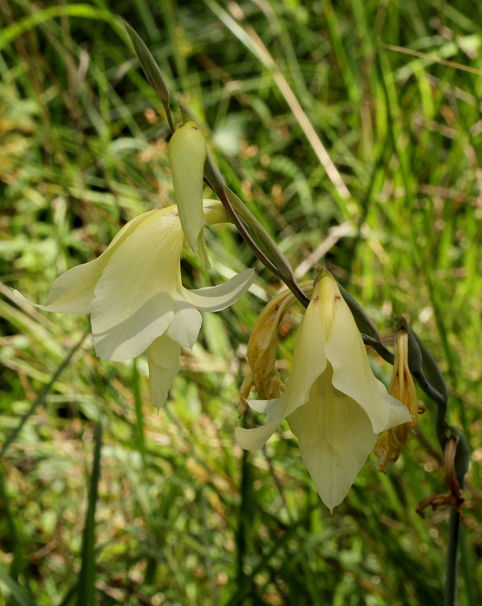 Gladiolus dalenii subsp. dalenii Gladiolus dalenii subsp. dalenii