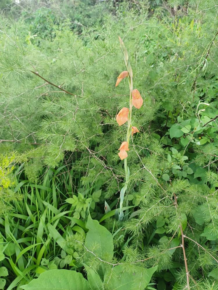 Gladiolus dalenii subsp. dalenii