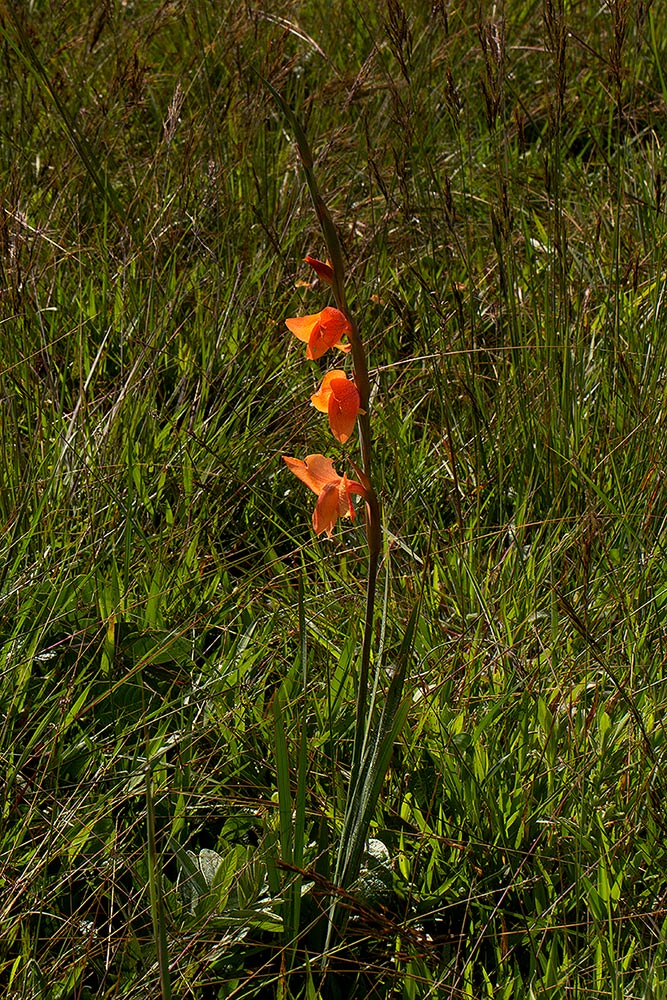 Gladiolus dalenii subsp. dalenii
