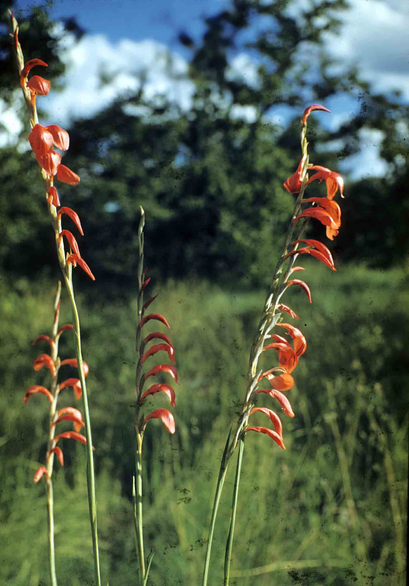 Gladiolus magnificus Gladiolus magnificus