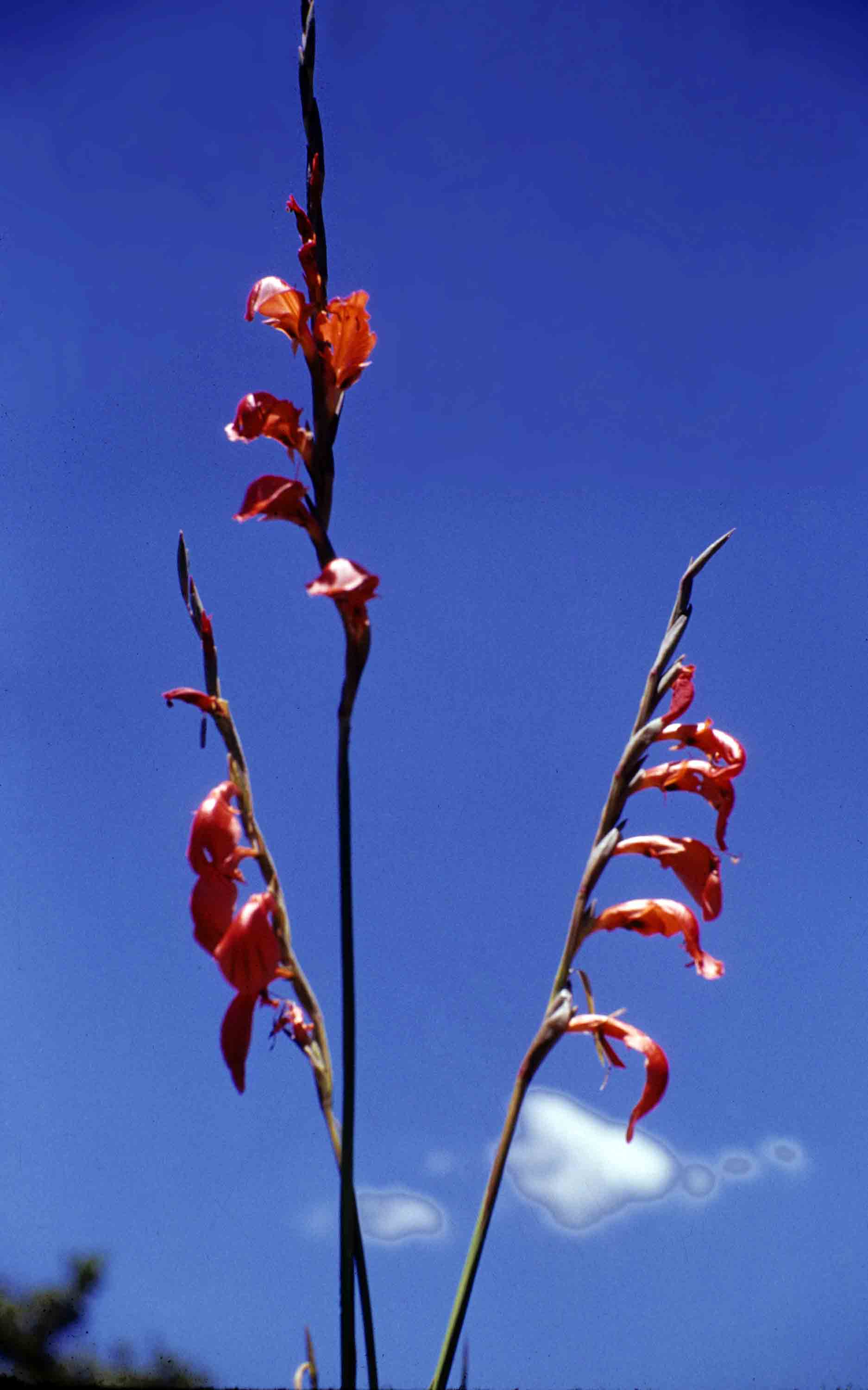 Gladiolus magnificus