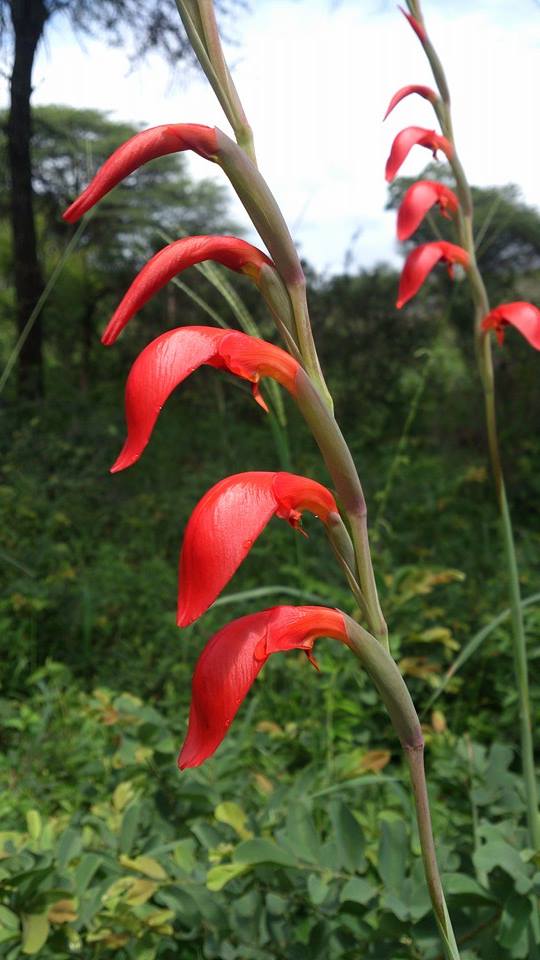 Gladiolus magnificus