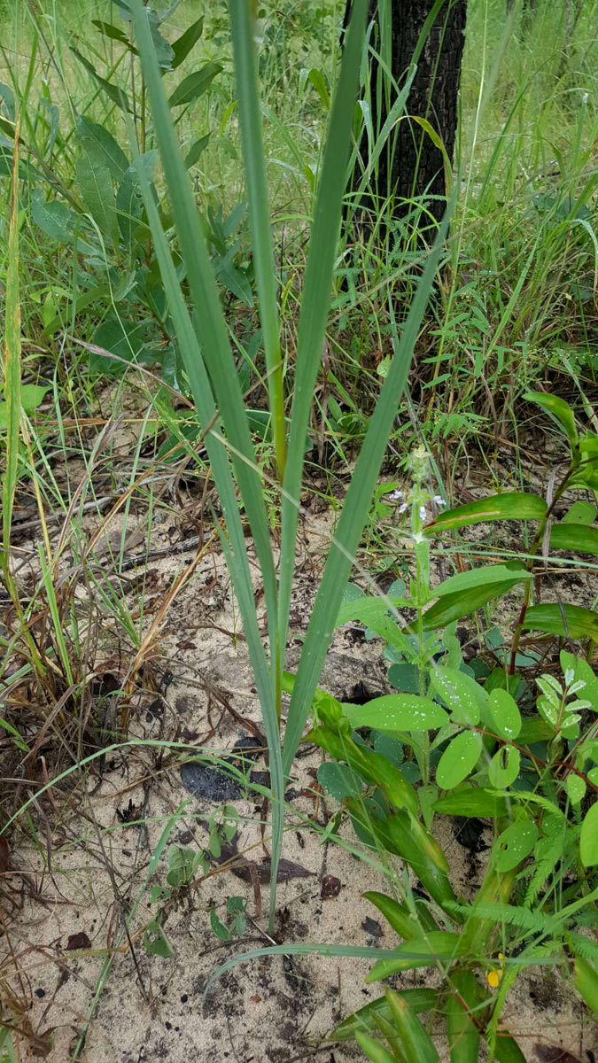 Gladiolus magnificus