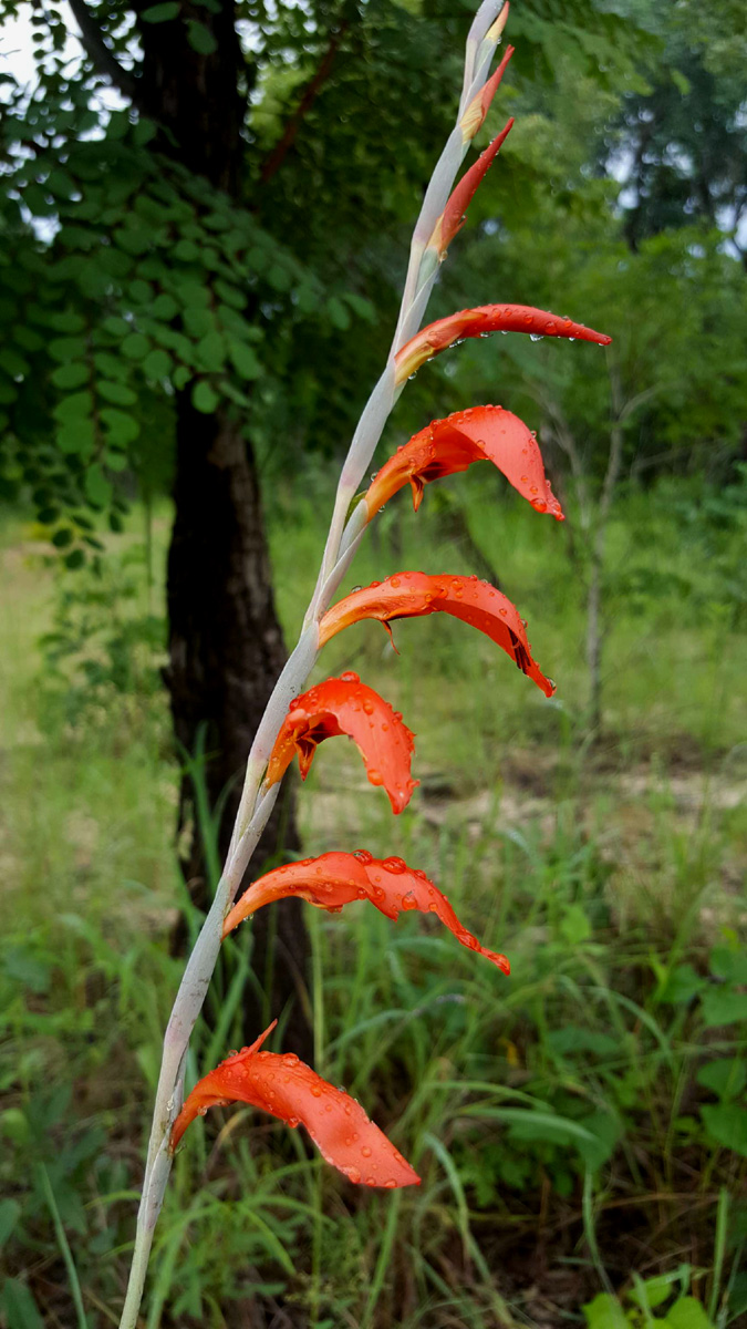 Gladiolus magnificus