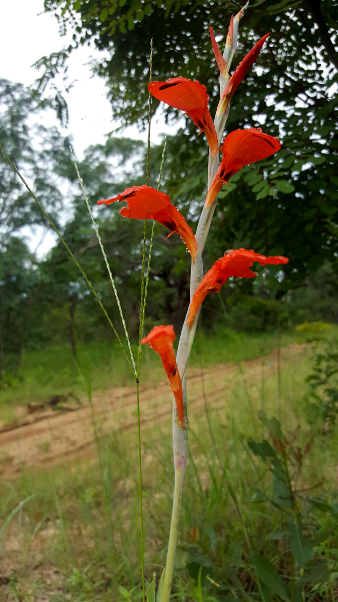 Gladiolus magnificus