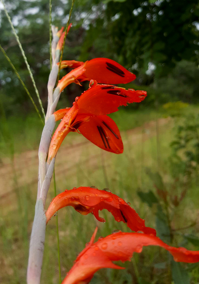 Gladiolus magnificus