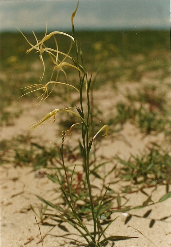Lapeirousia caudata