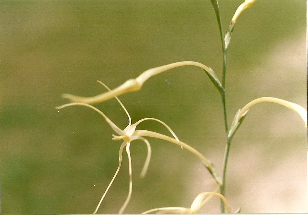 Lapeirousia caudata