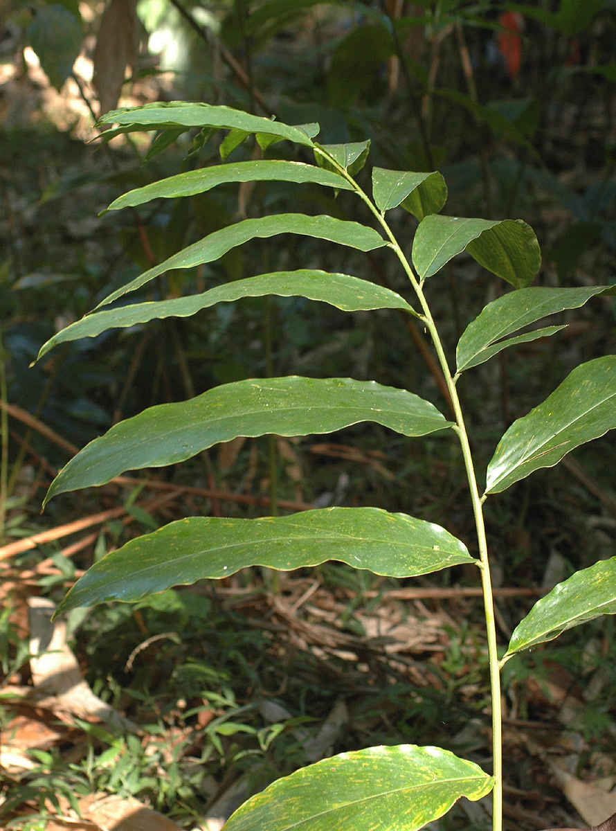Aframomum angustifolium Aframomum angustifolium