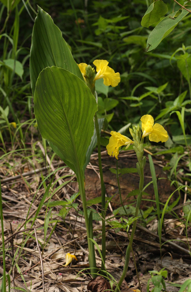Siphonochilus kirkii - yellow-flowered form Siphonochilus kirkii - yellow-flowered form