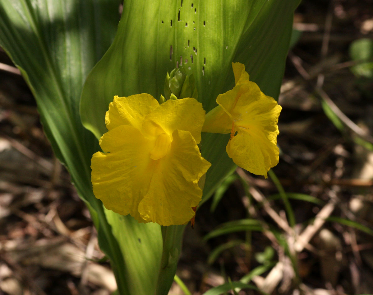 Siphonochilus kirkii - yellow-flowered form Siphonochilus kirkii - yellow-flowered form