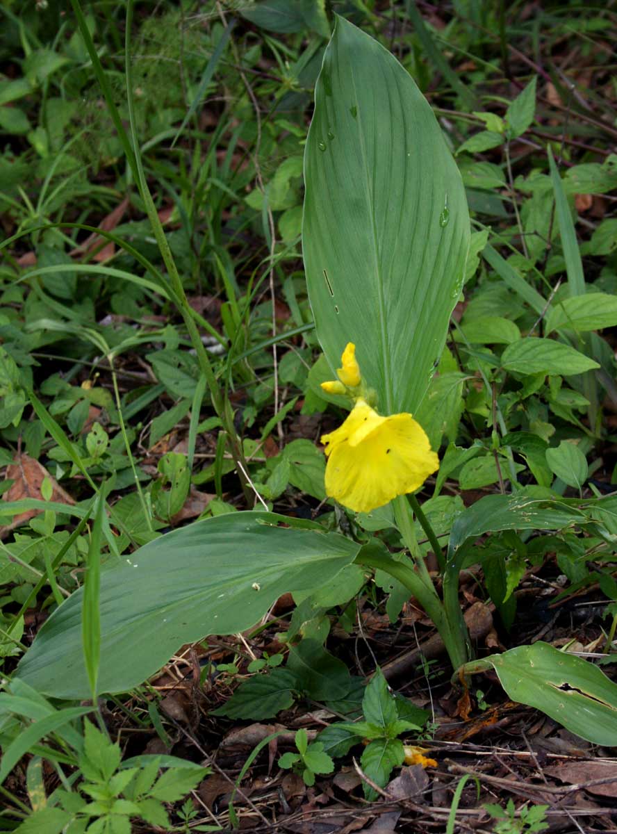 Siphonochilus kirkii - yellow-flowered form Siphonochilus kirkii - yellow-flowered form