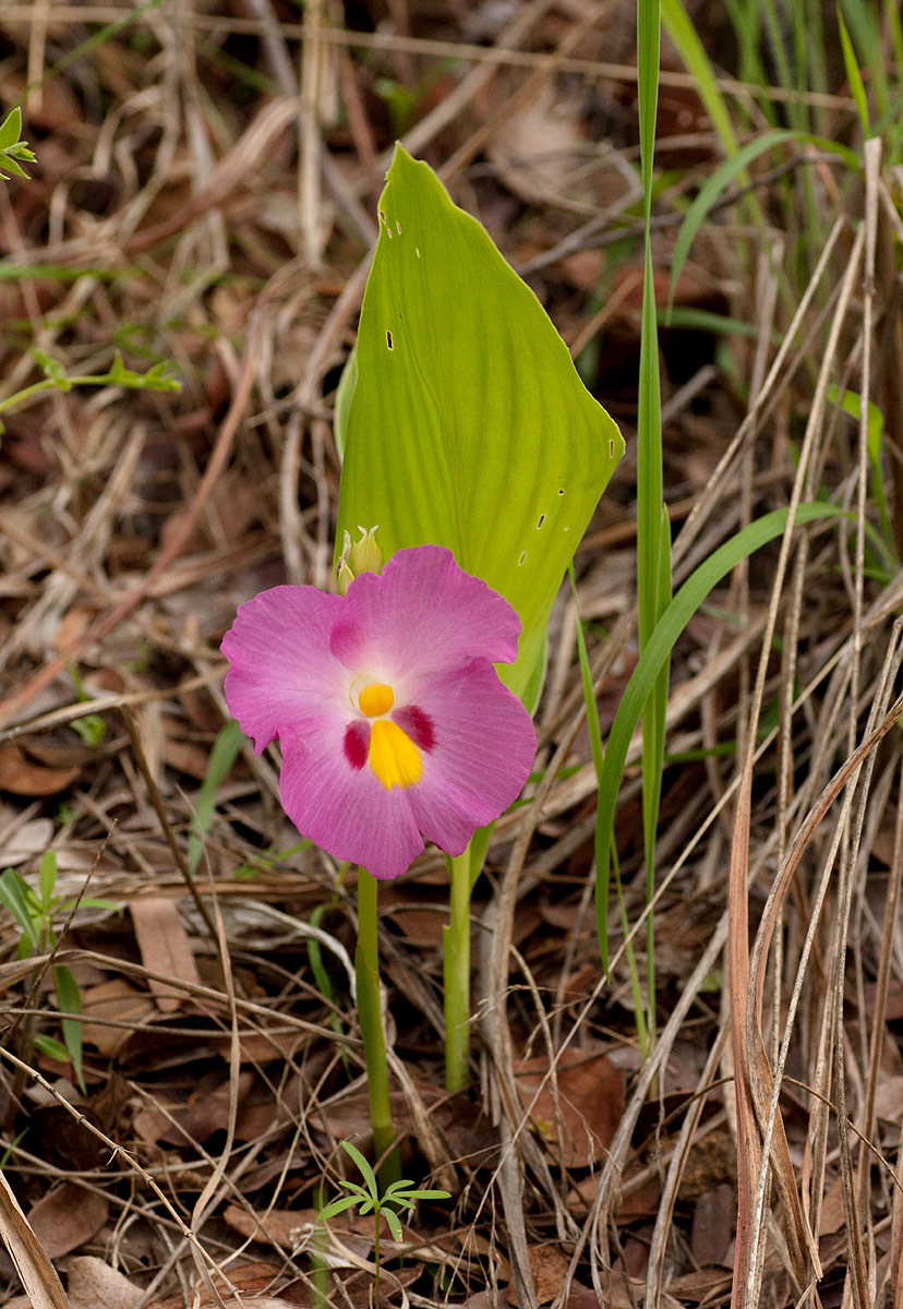 Siphonochilus kirkii Siphonochilus kirkii