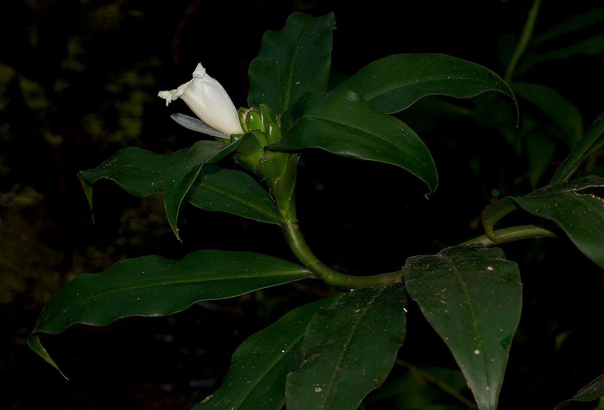 Costus afer Costus afer