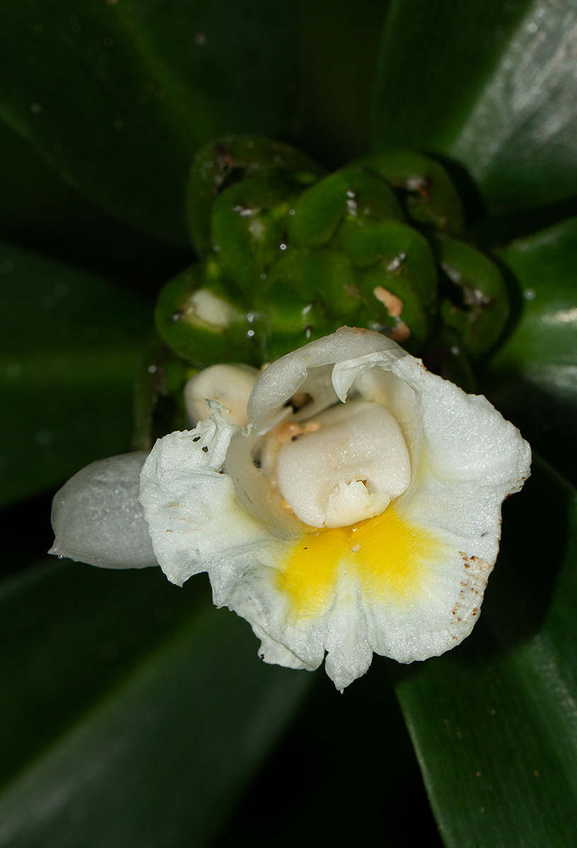 Costus afer Costus afer