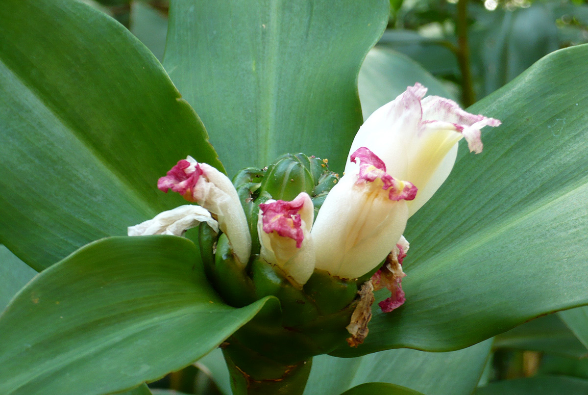 Costus afer Costus afer