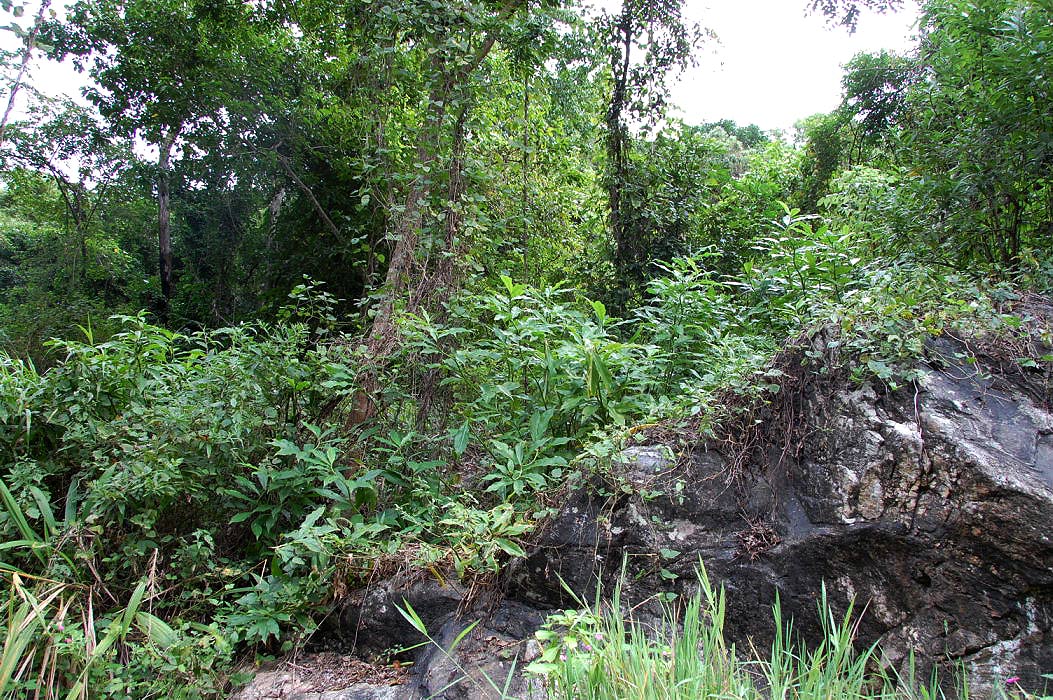 Costus afer Costus afer