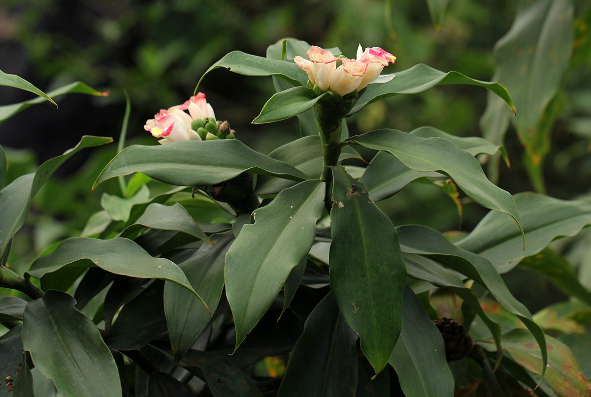 Costus afer