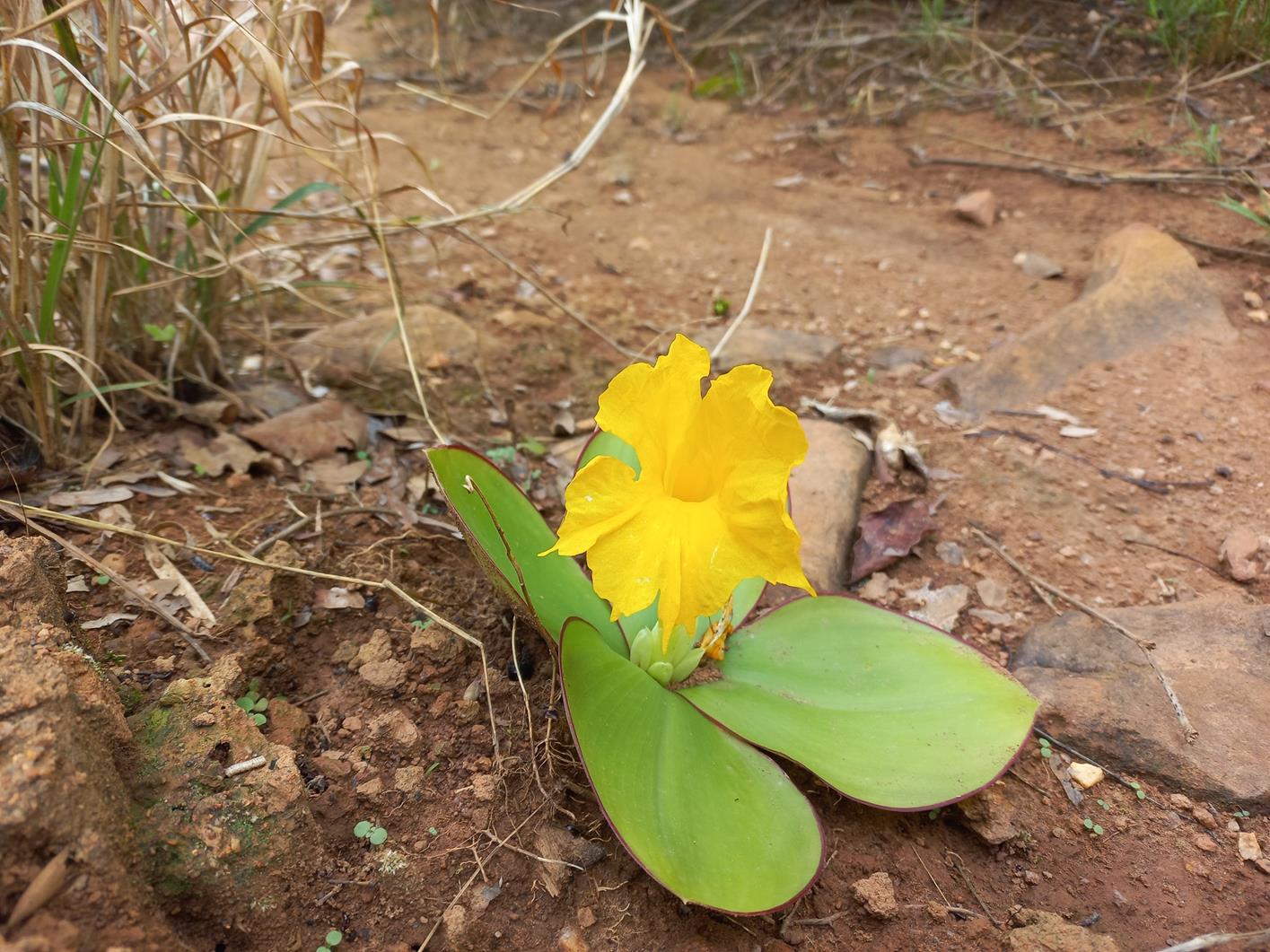 Costus macranthus Costus macranthus