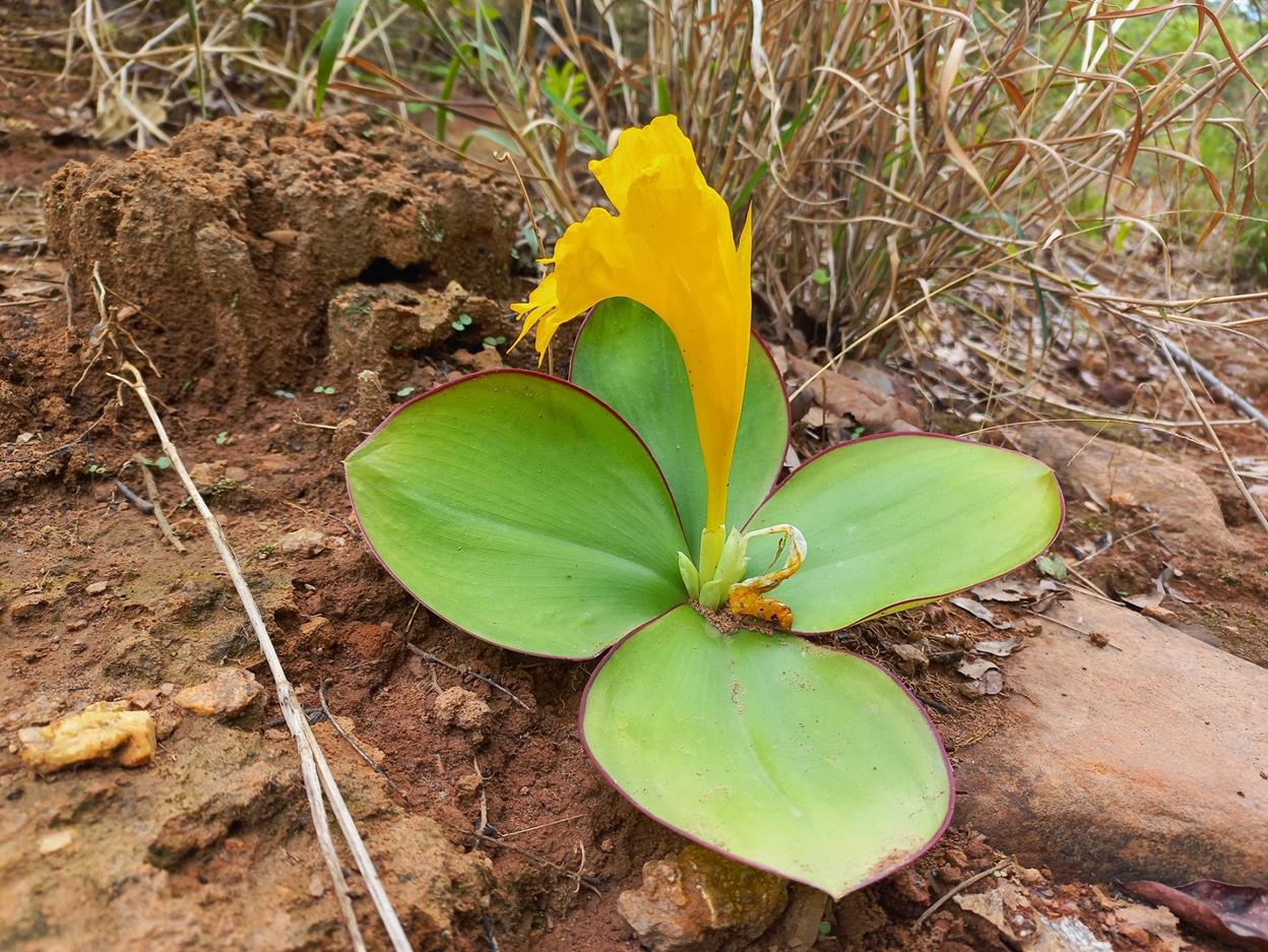 Costus macranthus Costus macranthus